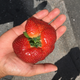 Illustration for article titled Look At This Fucked Up Strawberry I Bought